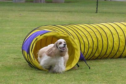 dog-training photo:search and rescue dog training Reviews 