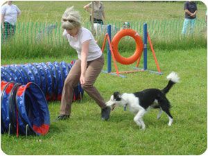 dog-training photo:dog training tricks 