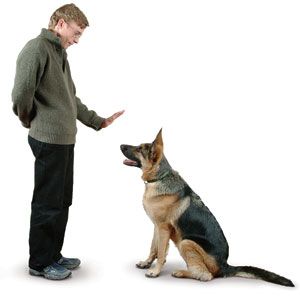 dog-training photo:assistance dog training 