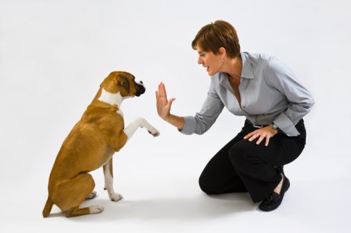dog-training photo:dog training in denver 