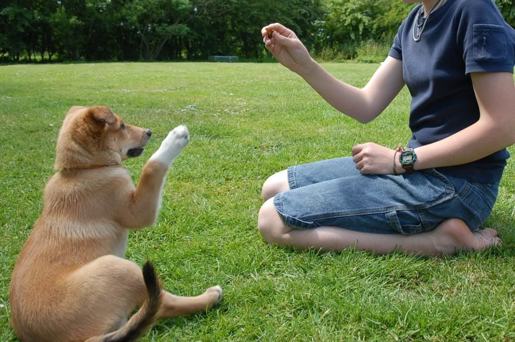 dog-training photo:free dog obedience training tips Reviews 