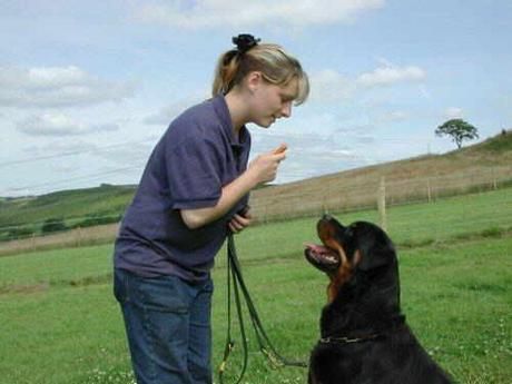 dog-training photo:hunting dog training 