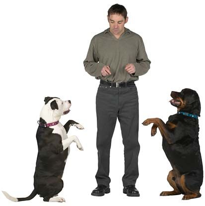 dog-training photo:cesar millan dog training 