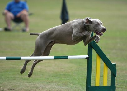 dog-training photo:starmark clicker dog training system 