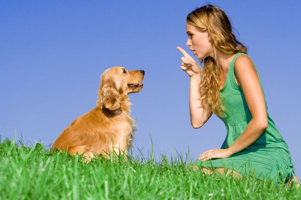 dog-training photo:free dog training tips 