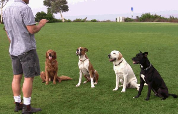 dog-training photo:seeing eye dogs training 