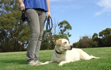 dog-training photo:train a dog to stay Reviews 