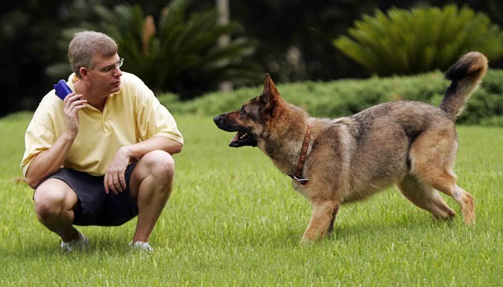dog-training photo:dog obedience training school 