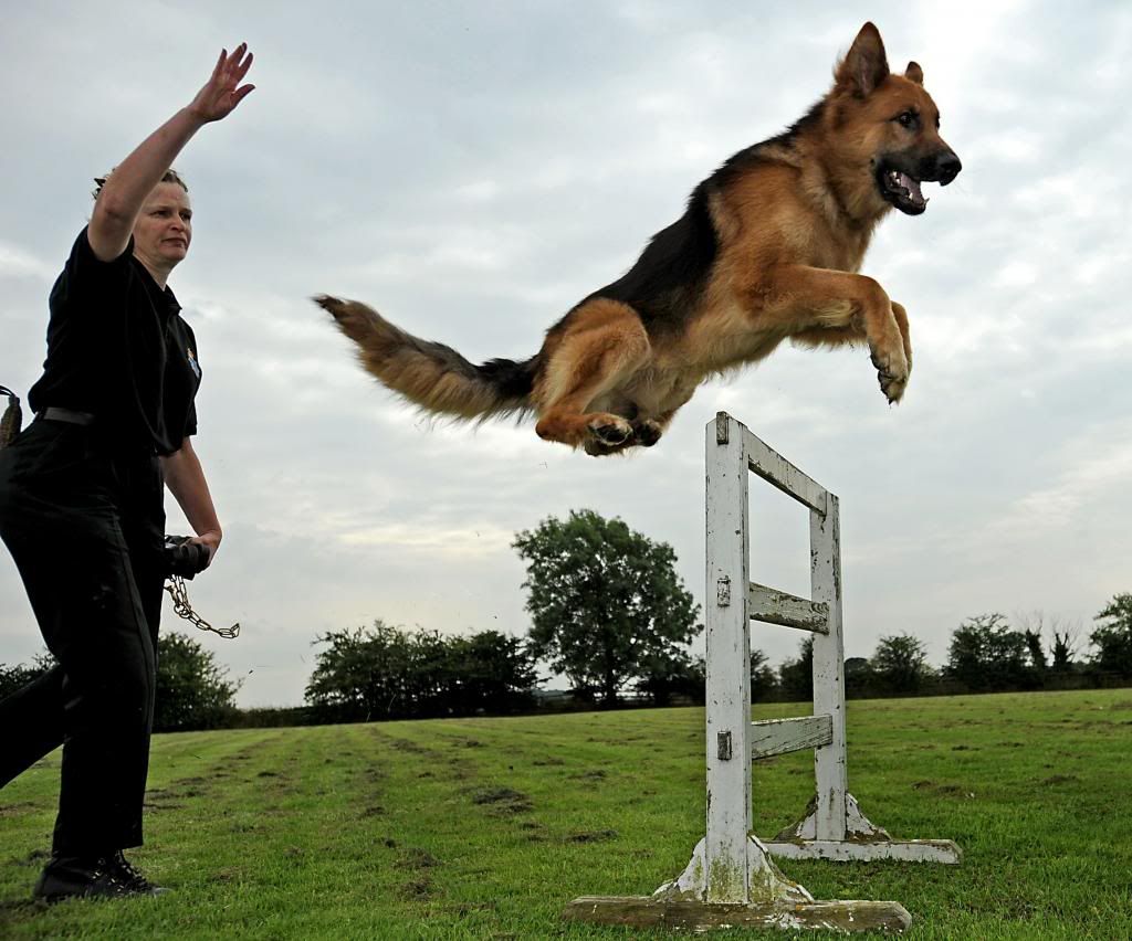 dog-training photo:protection dog training schools 