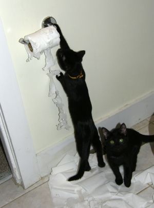 Cats_attacking_toilet_paper_zps42be1273.jpg