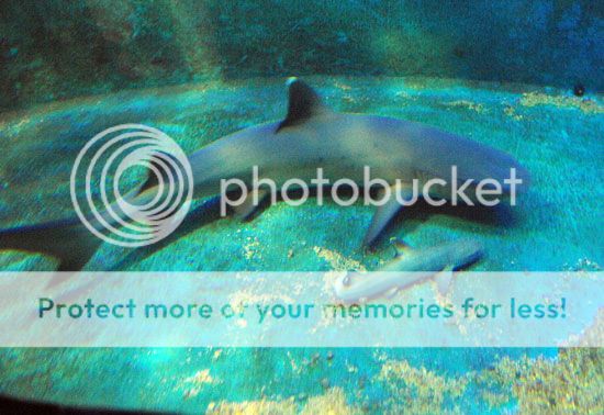 photo shark_zps0485fd34.jpg